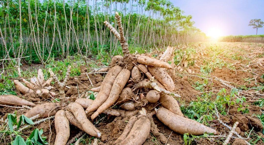 Cassava and roots